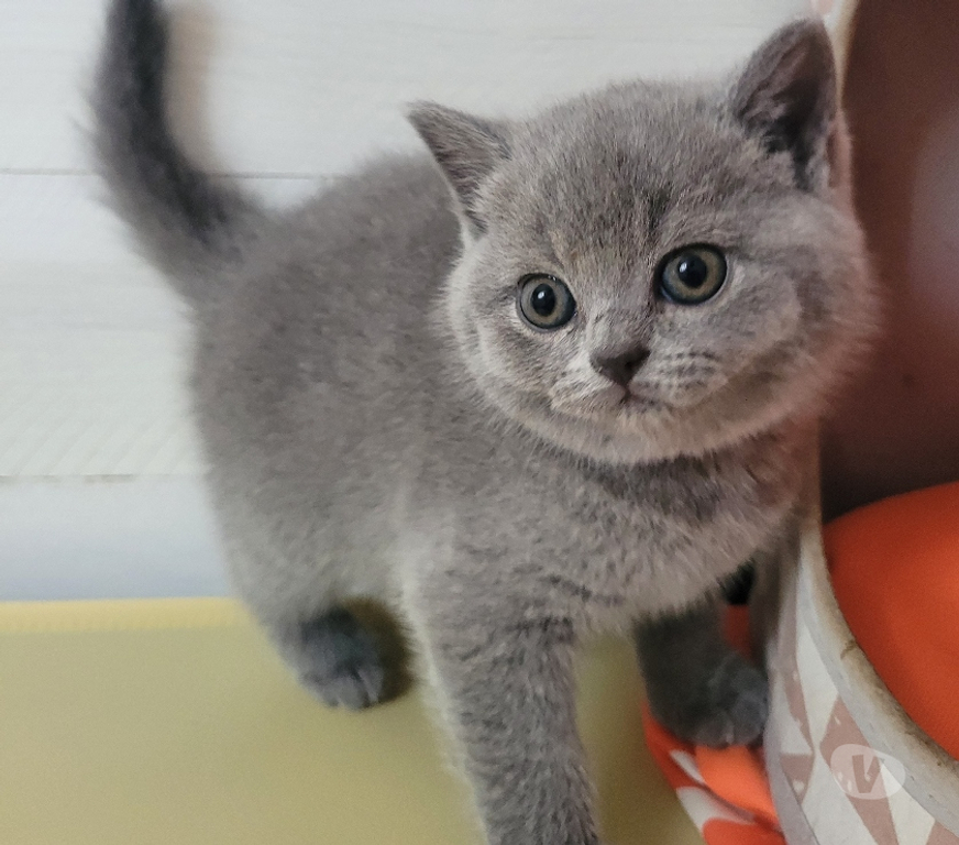Vente Marne Reims - Photos Vivastreet Bébé british shorthair 3 mois bleue LOOF élevage familial