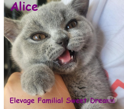 Vente animaux Reims Marne - Photos Vivastreet Bébé british shorthair 3 mois bleue LOOF élevage familial