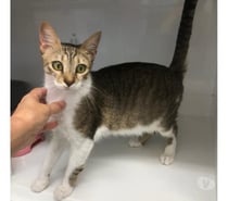 ANEMONE, chatte bl et tigrée 4 ans type européenne non lof