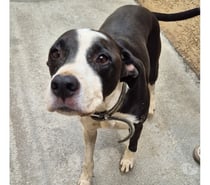 ARAMIS, chien type boxer, 6 ans non lof