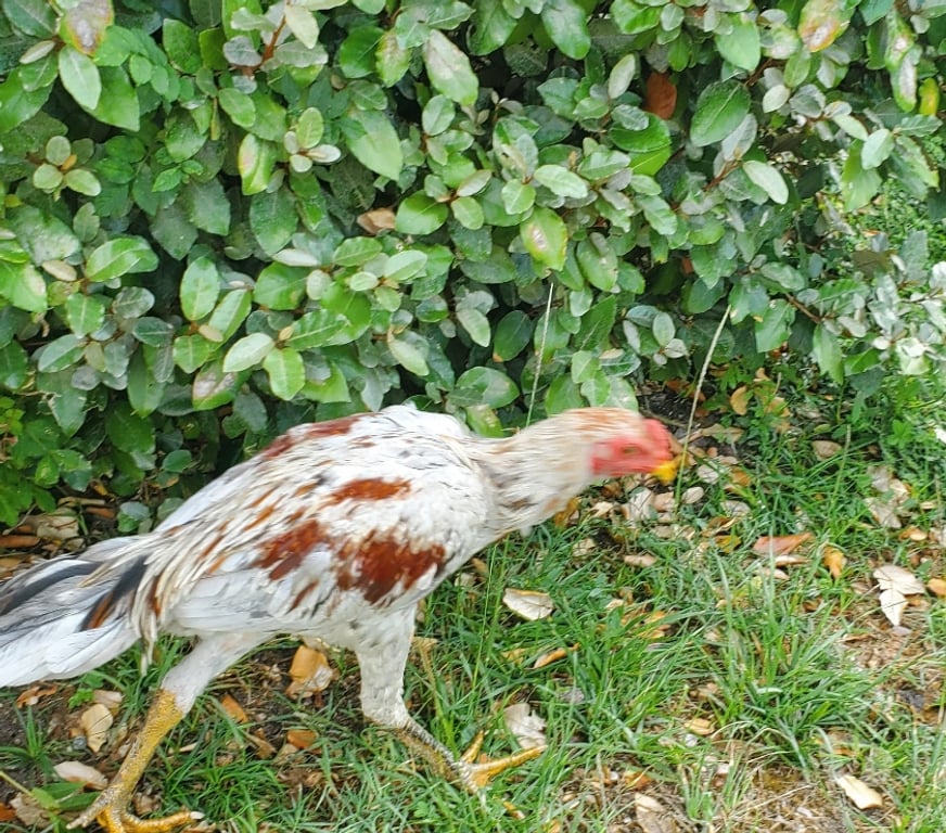 Vente Gironde Bourg sur Gironde - 33710 - Photos Vivastreet Coq collection 974