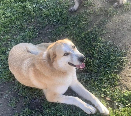 Adoption animaux Beziers Hérault - Photos Vivastreet CHAUSSETTE, chien type berger d'anatolie, 3 ans non lof