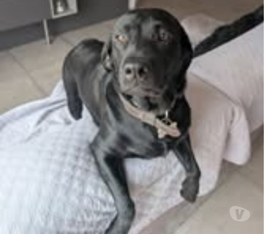 Don animaux Ardèche Aubenas - 07200 - Photos Vivastreet Chien LADY à l adoption