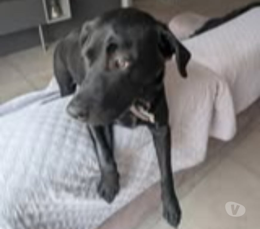 Don animaux Ardèche Aubenas - 07200 - Photos Vivastreet Chien LADY à l adoption