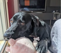 Chien LADY à l adoption