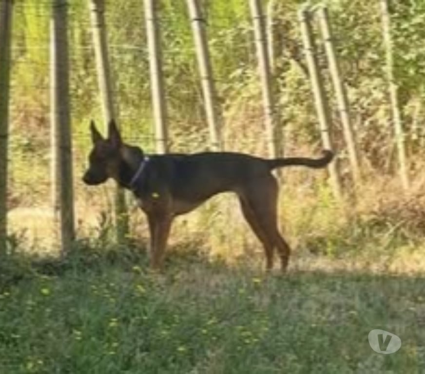 Don animaux Loire Maclas - 42520 - Photos Vivastreet Chien BLUE MA à l adoption