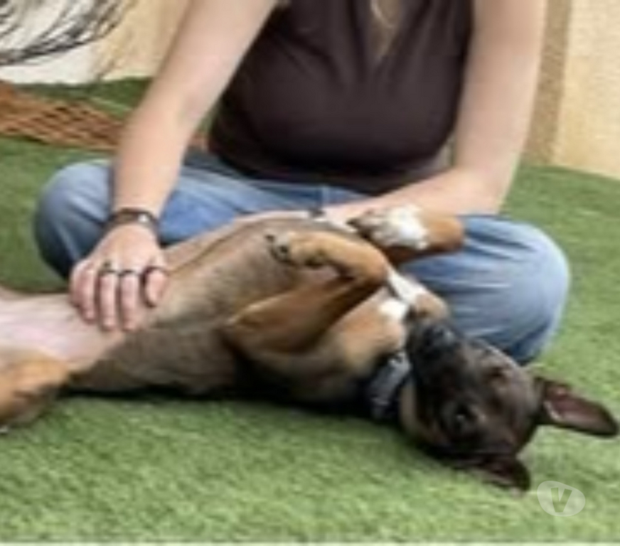 Don animaux Loire Maclas - 42520 - Photos Vivastreet Chien BLUE MA à l adoption