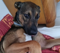Chien BLUE MA à l adoption