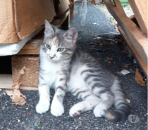 Chat TOPI à l adoption