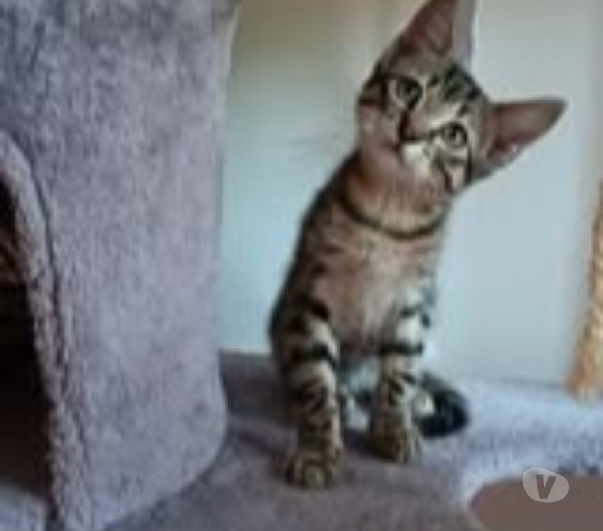 Don animaux Gard St Julien de Peyrolas - 30760 - Photos Vivastreet Chat TENOR à l adoption