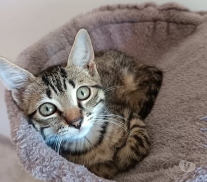 Adoption animaux St Julien de Peyrolas Gard - Photos Vivastreet Chat TENOR à l adoption