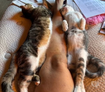 Chat SUNNYetVIBES à l adoption