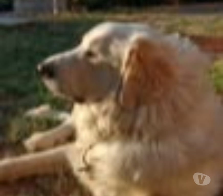 Don animaux Vaucluse Bollene - 84500 - Photos Vivastreet Chien TAIYO à l adoption