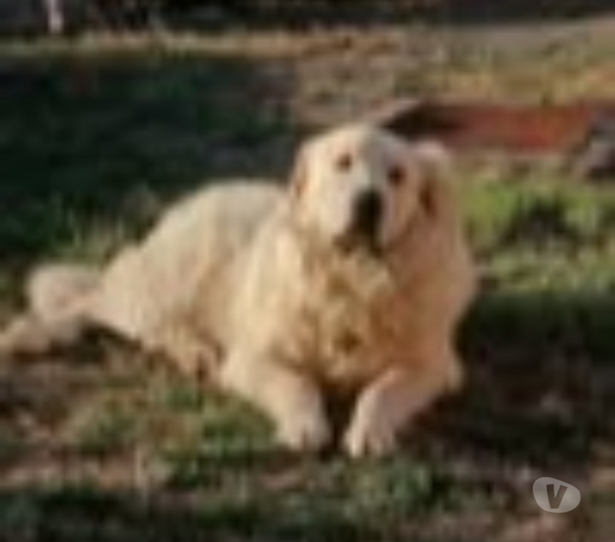 Don animaux Vaucluse Bollene - 84500 - Photos Vivastreet Chien TAIYO à l adoption