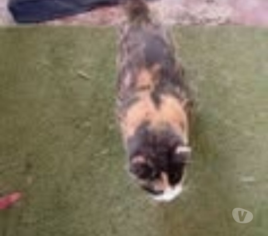 Don animaux Ardèche Aubenas - 07200 - Photos Vivastreet Chat PEPPA à l adoption