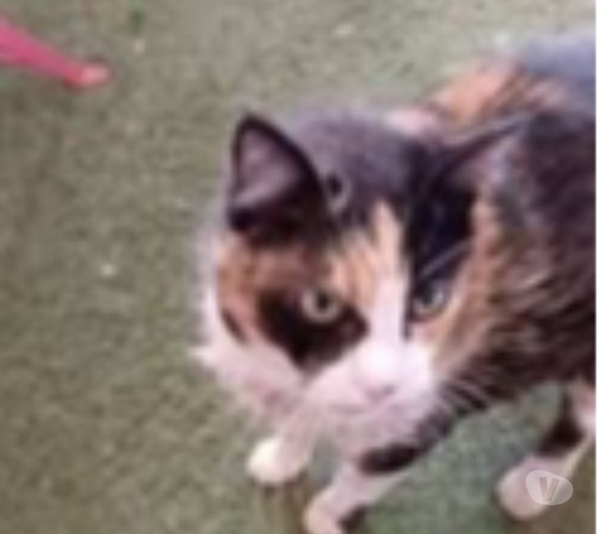 Don animaux Ardèche Aubenas - 07200 - Photos Vivastreet Chat PEPPA à l adoption