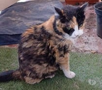 Chat PEPPA à l adoption