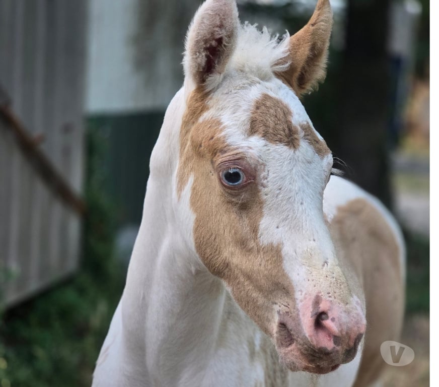 Vente Ardèche Rompon - 07250 - Photos Vivastreet POULAINS POULICHES CHAMPAGNES - LES ANIMAUX DE L'OUVEZE