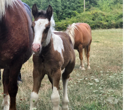 Vente animaux Rompon Ardèche - Photos Vivastreet POULAINS POULICHES CHAMPAGNES - LES ANIMAUX DE L'OUVEZE