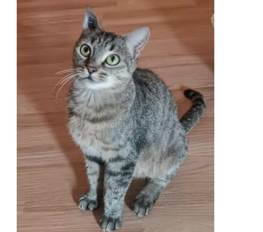 Don animaux Aude Carcassonne - Photos Vivastreet Lola jeune chatte 7 mois douce et caline a adopter