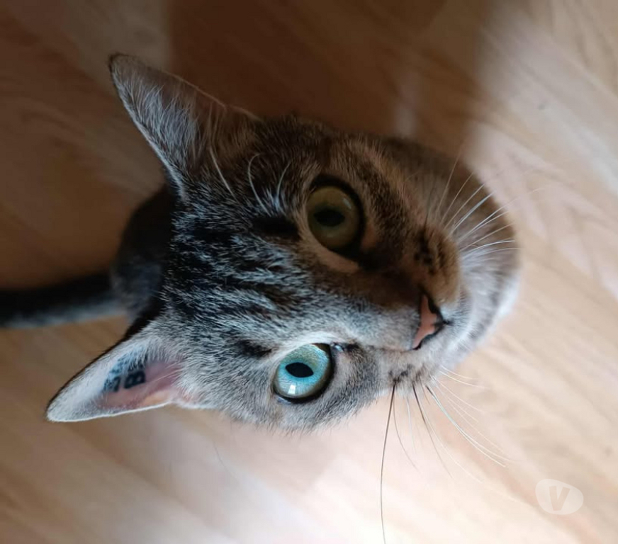 Don animaux Aude Carcassonne - Photos Vivastreet Lola jeune chatte 7 mois douce et caline a adopter
