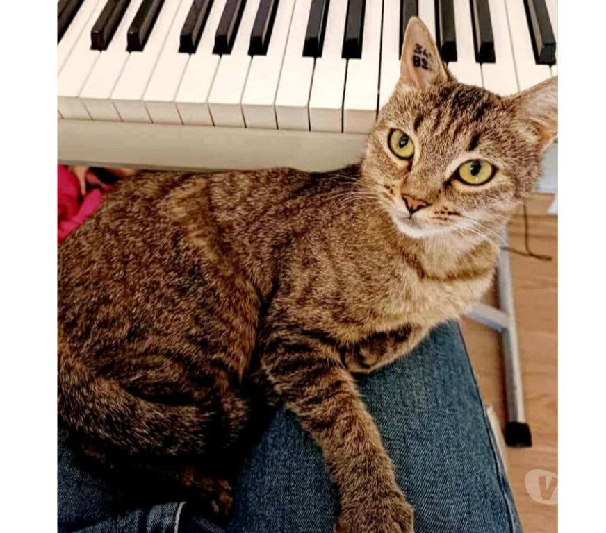 Don animaux Aude Carcassonne - Photos Vivastreet Lola jeune chatte 7 mois douce et caline a adopter