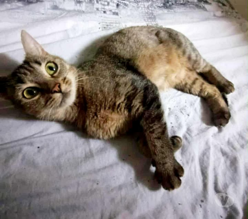 Don animaux Aude Carcassonne - Photos Vivastreet Lola jeune chatte 7 mois douce et caline a adopter