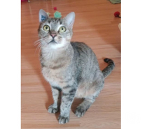 Lola jeune chatte 7 mois douce et caline a adopter