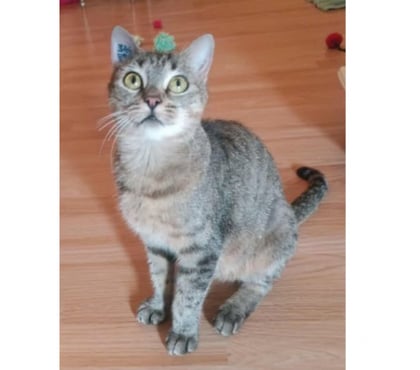 Don animaux Carcassonne Carcassonne - Photos Vivastreet Lola jeune chatte 7 mois douce et caline a adopter