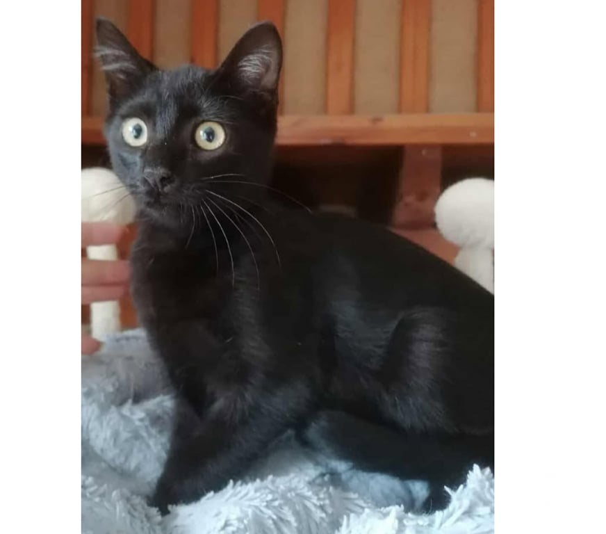 Don animaux Aude Carcassonne - Photos Vivastreet Abou chaton noir 2 mois 1 2 cherche famille d'adoption