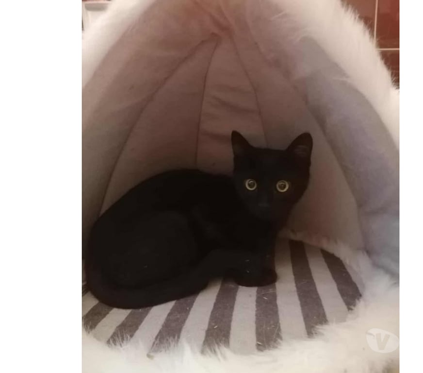 Don animaux Aude Carcassonne - Photos Vivastreet Abou chaton noir 2 mois 1 2 cherche famille d'adoption