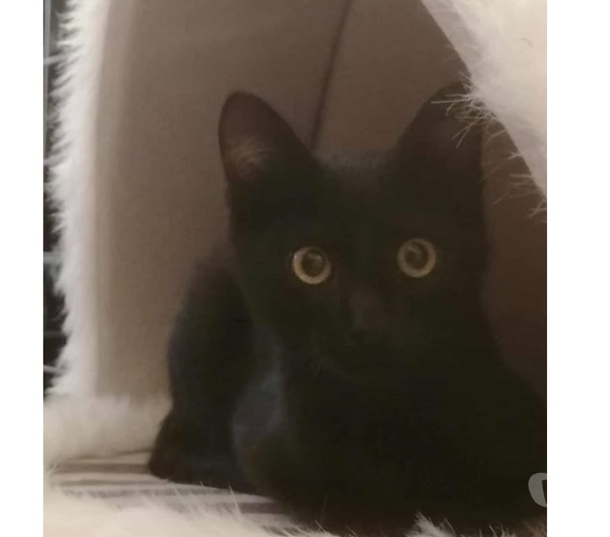Don animaux Aude Carcassonne - Photos Vivastreet Abou chaton noir 2 mois 1 2 cherche famille d'adoption