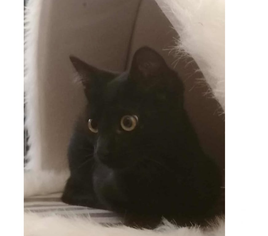 Don animaux Aude Carcassonne - Photos Vivastreet Abou chaton noir 2 mois 1 2 cherche famille d'adoption