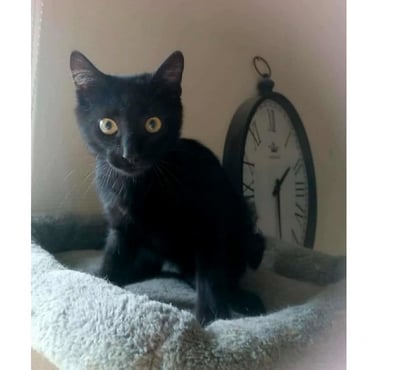 Adoption animaux Carcassonne Carcassonne - Photos Vivastreet Abou chaton noir 2 mois 1 2 cherche famille d'adoption