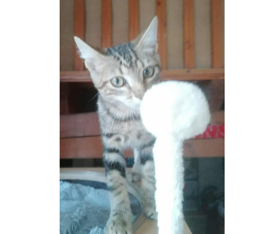 Don animaux Aude Carcassonne - Photos Vivastreet Archy chaton tigre 2 mois propre et sevré cherche adoptants