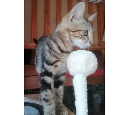 Don animaux Carcassonne Carcassonne - Photos Vivastreet Archy chaton tigre 2 mois propre et sevré cherche adoptants
