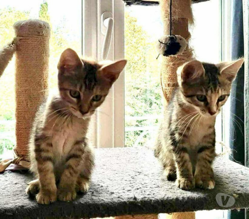 Don animaux Aude Carcassonne - Photos Vivastreet Ciboulette chaton femelle 2 mois adoprable cherche famille