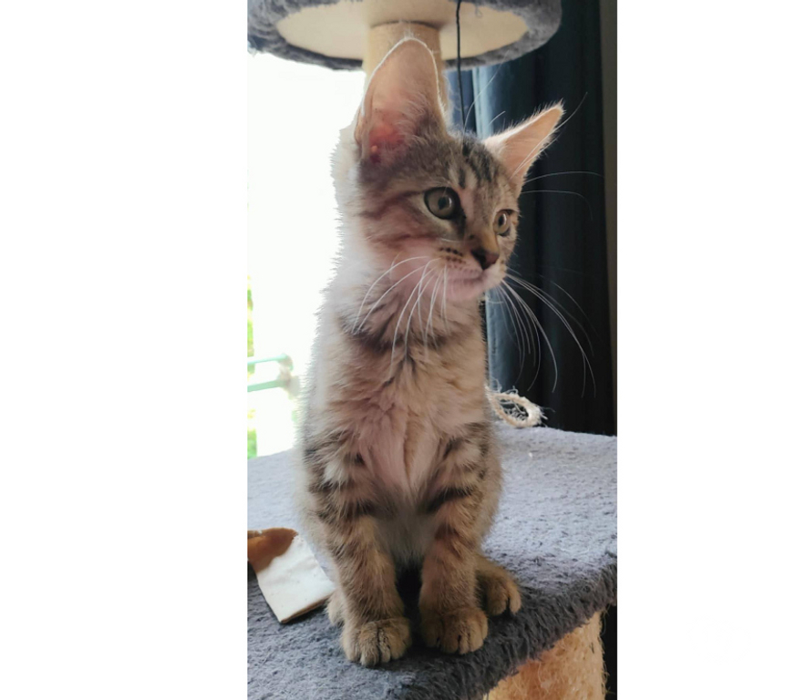Don animaux Aude Carcassonne - Photos Vivastreet Ciboulette chaton femelle 2 mois adoprable cherche famille