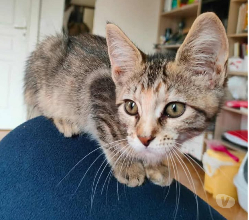 Don animaux Aude Carcassonne - Photos Vivastreet Ciboulette chaton femelle 2 mois adoprable cherche famille