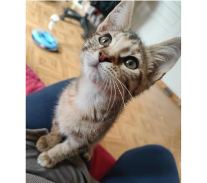 Don animaux Carcassonne Carcassonne - Photos Vivastreet Ciboulette chaton femelle 2 mois adoprable cherche famille