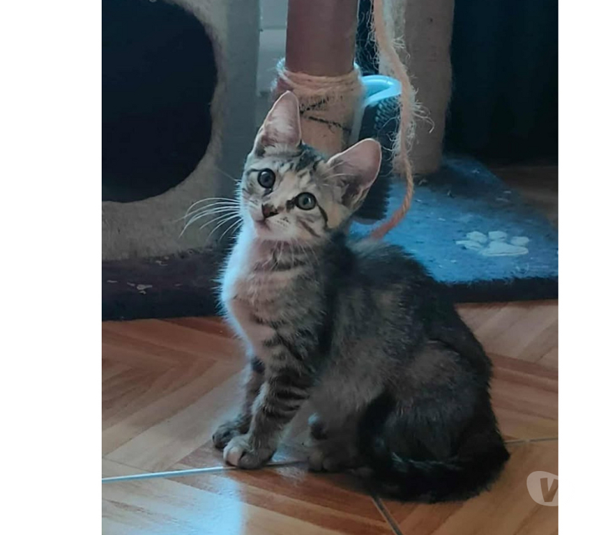 Don animaux Aude Carcassonne - Photos Vivastreet Sariette chaton femelle 2 mois adoprable cherche famille