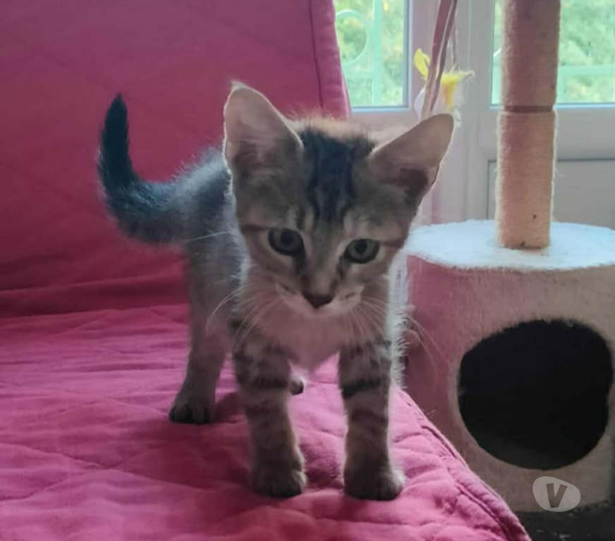 Don animaux Aude Carcassonne - Photos Vivastreet Sariette chaton femelle 2 mois adoprable cherche famille