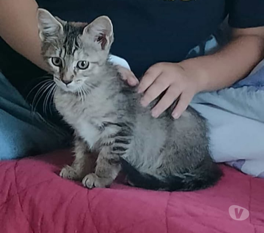 Don animaux Aude Carcassonne - Photos Vivastreet Sariette chaton femelle 2 mois adoprable cherche famille