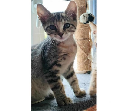 Don animaux Carcassonne Carcassonne - Photos Vivastreet Sariette chaton femelle 2 mois adoprable cherche famille