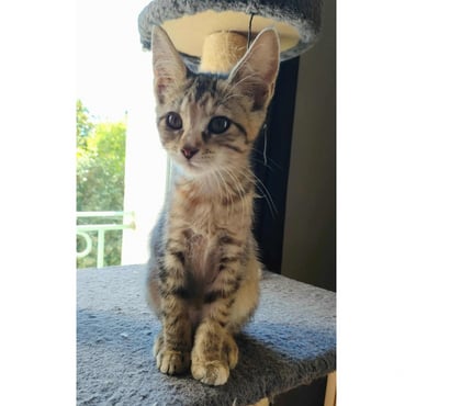 Don animaux Carcassonne Carcassonne - Photos Vivastreet Sariette chaton femelle 2 mois adoprable cherche famille