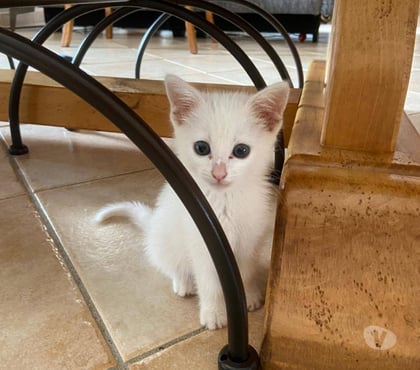 Don Carcassonne Carcassonne - Photos Vivastreet Ora chaton femelle 2 mois adoprable cherche famille