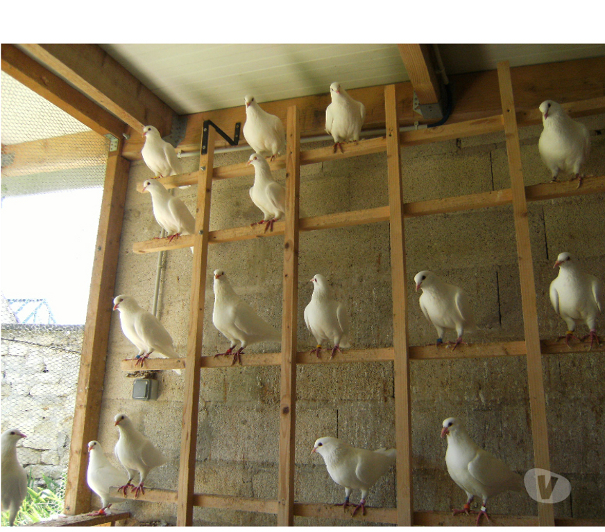 Vente Seine-et-Marne Bagneaux sur Loing - 77167 - Photos Vivastreet Pigeons reproducteurs hubbell blanc