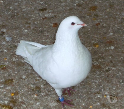 Vente animaux Bagneaux sur Loing Seine-et-Marne - Photos Vivastreet Pigeons reproducteurs hubbell blanc