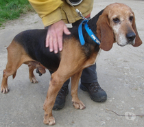 BRUNO, chien type bruno du jura, 8 ans non lof