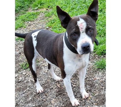 Adoption animaux Beziers Hérault - Photos Vivastreet ARYA, chienne type staffie, 6 ans non lof